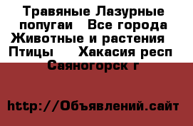 Травяные Лазурные попугаи - Все города Животные и растения » Птицы   . Хакасия респ.,Саяногорск г.